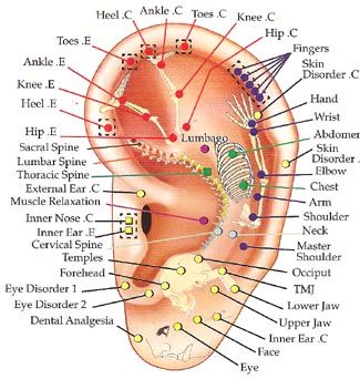 image of ear acupuncture points. a human skeleton is within the ear, denoting the general association of pressure points: head in the ear lobe, spine through inner spine of ear, shoulder, arm, hand running up along outer ear lobe, feet at inner top ear lobe. 