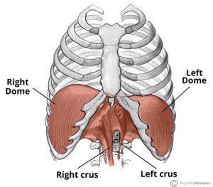 Image of anatomical rib cage. Muscles of diaphragm span the bottom four ribs on both sides, called "right dome" and "left dome." the diaphragm connect to the front of the spine. 