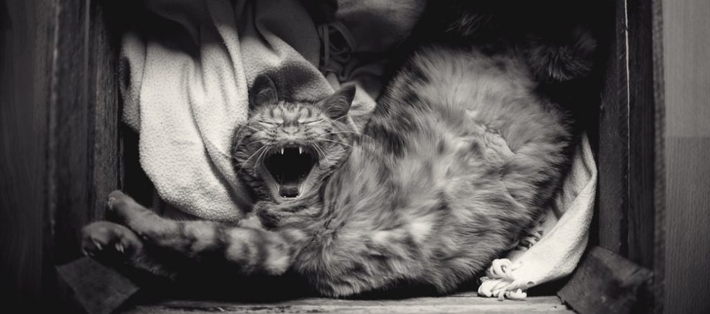 Image of cat stretching and yawning